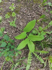 Polygonatum multiflorum