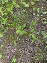 Polygonatum multiflorum