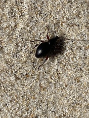 Otiorhynchus atroapterus