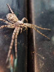 Philodromus buxi