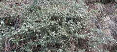 Cotoneaster microphyllus