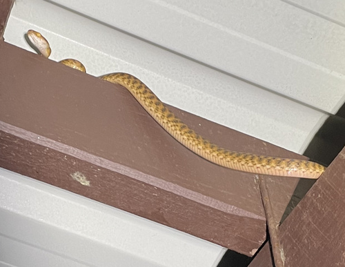 Brown Tree Snake sighting