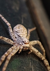 Philodromus buxi