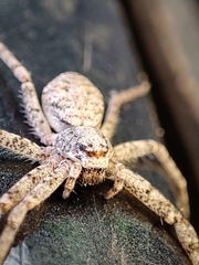 Philodromus buxi