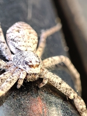 Philodromus buxi