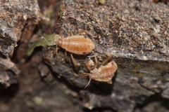 Cinara pilicornis