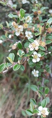 Cotoneaster microphyllus