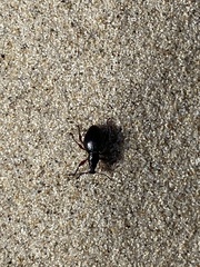 Otiorhynchus atroapterus