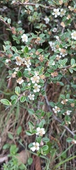Cotoneaster microphyllus