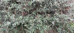 Cotoneaster microphyllus
