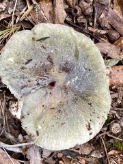Russula viridis
