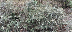 Cotoneaster microphyllus