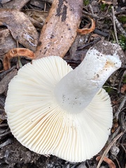 Russula viridis