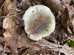 Russula viridis