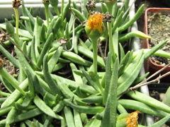 Rhinephyllum graniforme