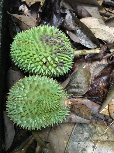 Durio zibethinus iNat (2)