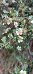 Cotoneaster microphyllus