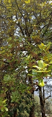 Quercus semecarpifolia