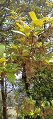 Quercus semecarpifolia