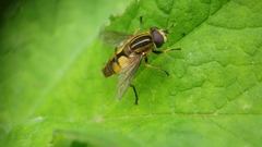 Helophilus hybridus
