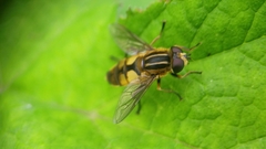 Helophilus hybridus