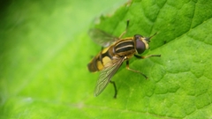 Helophilus hybridus