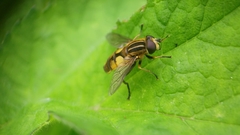 Helophilus hybridus
