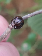 Insecta