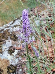 Anarrhinum bellidifolium