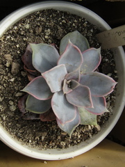 Echeveria lilacina