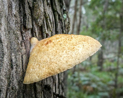 Crepidotus eucalyptorum