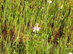 Lupinus hispanicus