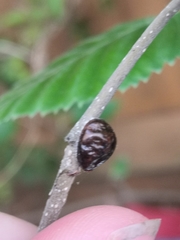 Insecta