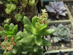 Sedum lucidum