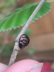 Insecta
