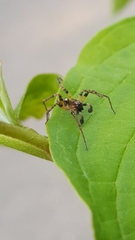 Anyphaena accentuata