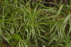 Cyperus filipes