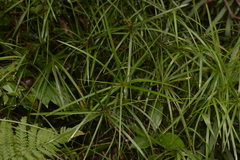 Cyperus filipes