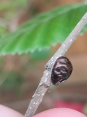 Insecta