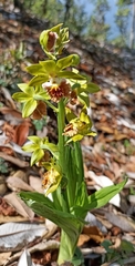 Calanthe tricarinata
