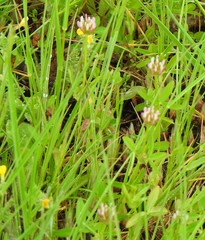 Trifolium striatum