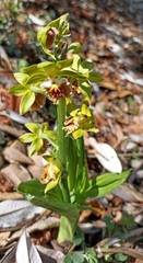 Calanthe tricarinata