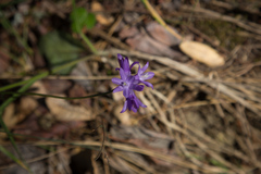 Dipterostemon capitatus