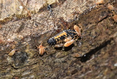 Cinara pilicornis
