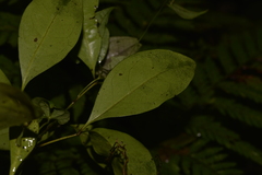 Rhysotoechia bifoliolata