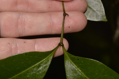 Rhysotoechia bifoliolata