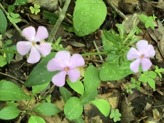 Phlox stolonifera