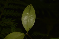 Rhysotoechia bifoliolata