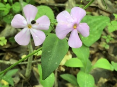 Phlox stolonifera