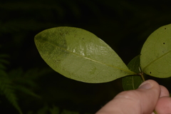 Rhysotoechia bifoliolata